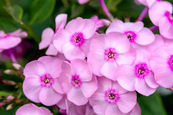  Güneşli bir günde bahçede, narin pembe bir fenomen, Phlox paniklemişti. Çiçek arkaplan. Bahçecilik ve manzara tasarımı