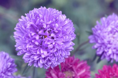  Çin Paskalyası 'nın pembe çiçekleri, bahçede Callistephus çingeneleri. Sonbahar çiçekleri. Çiçek arka planı