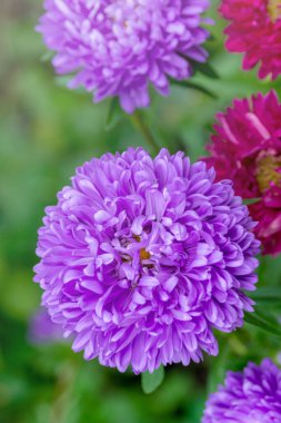  Çin Paskalyası 'nın pembe çiçekleri, bahçede Callistephus çingeneleri. Sonbahar çiçekleri. Çiçek arka planı