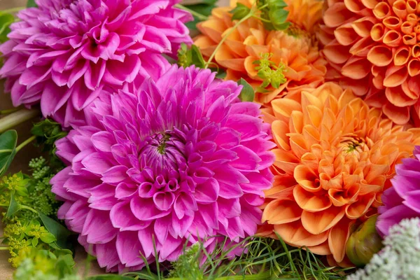 Flores Grandes Dalia Otoño Color Naranja Rosa Fondo Floral Primer — Foto de Stock