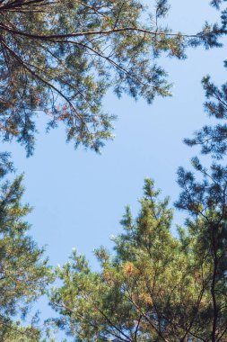 Uzun çam ağaçlarının alt manzarası. Mavi gökyüzüne karşı ağaç dalları
