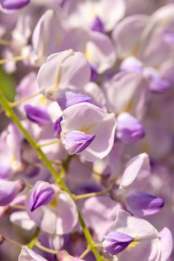  Wisteria Sinensis 'in mor asma çiçekleri, Çin salkımı. Çiçek arka planı