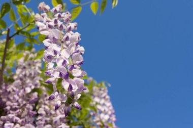  Wisteria Sinensis 'in mor asma çiçekleri, Çin salkımı. Çiçek arka planı