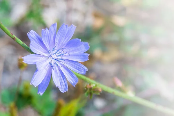 Blue chicory flower on a stem under the rays of the sun. Growing medicinal plants.