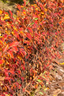 Renkli sonbahar Cotoneaster Lucidus bitkileri ve kırmızı yapraklar. Sonbahar konsepti.
