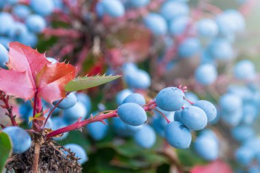 Berberis aquifolium 'un olgun mavi meyveleri. Çiçek arka planı. 