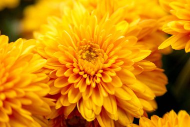 Bahçede güzel sonbahar kasımpatı çiçekleri. Asteraceae ailesinin bitkileri.. 