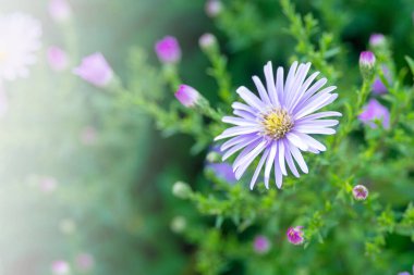 Sonbahar çiçeği Symphyotrichum novi belgii, Aster güneşli renklerde kapanıyor. Çiçekli sonbahar geçmişi. 