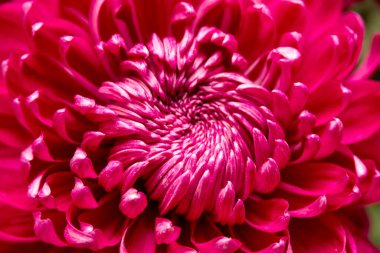 Mor bahçeli kasımpatı çiçeği yakından. Çiçek arkaplan. Yumuşak odak.