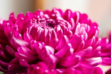 Kasımpatı morfolium yakın plan. Büyük pembe sonbahar çiçeği. 