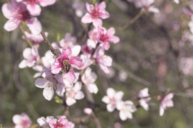 İlkbaharın başlarında şeftali çiçeği. Prunus persica meyvesi ağacında arı.