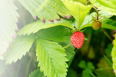 Fragaria Vesca çileği. Güneş ışığının altında vahşi orman çilekleri. 