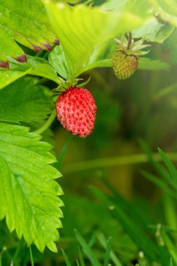 Fragaria Vesca meyvesinin Macro fotoğrafı. Lezzetli sağlıklı yaz meyvesi. 