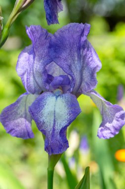 Bahçede büyük mor bir Iris Germanica çiçeği. Yakın plan.. 