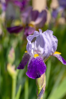 Yeşil arka planda büyük mor bir Iris Germanica. Bahçe için dekoratif çiçek.. 
