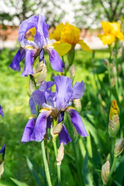 Güzel, parlak çiçek tarhı Mor İris Germanica çiçekleri güneş ışınlarında.