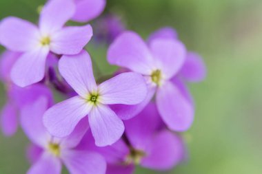 Purple Hesperis Matronalis flower in a flower bed. Close-up. Soft focus. Floral background.  clipart