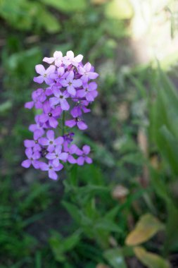 Mor Hesperis Matronalis çiçeklerinden oluşan bir dal, günbatımında bir çiçek tarlasında parlak yeşil çimenlerin arka planına karşı. Leylak desenli çiçekler.. 