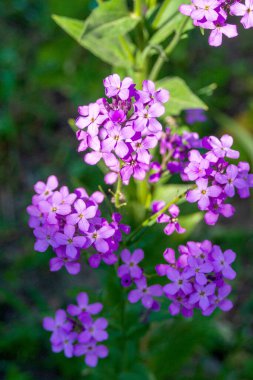 Batan güneşin ışınlarında mor menekşe çiçekleri. Hesperis matronalis. Süslü kokulu bitki.. 