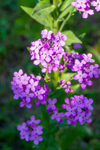 stock image Purple night violet flowers in the rays of the setting sun. Hesperis matronalis. Ornamental fragrant plant. 