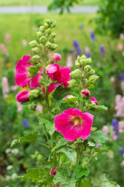 Pembe gülhock çiçekleri. Alcea rosea, Malva. Bahçe ve peyzaj tasarımı