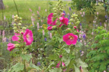 Çiçek tarlasında güzel pembe güller açan Alcea Rosea. Süslü bitki. 