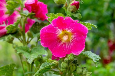 Alcea rosea. Büyük kırmızı çiçekli gülgülhatmi. Çiçekler Ukrayna 'nın bir sembolüdür.. 