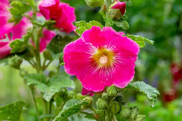 Alcea rosea. Büyük kırmızı çiçekli gülgülhatmi. Çiçekler Ukrayna 'nın bir sembolüdür.. 
