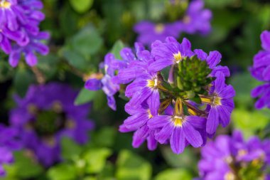 Mavi hayran çiçeği, Scaevola aemula çiçekleri. Güzel yıllık bitkiler.