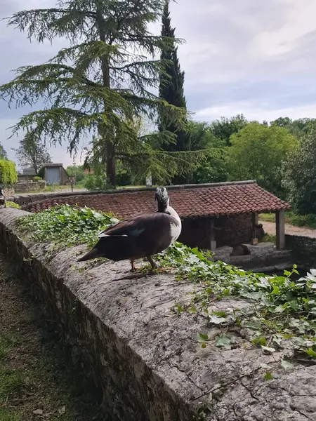 stock image Ducks in the house. Animals and garden, Varaire, France