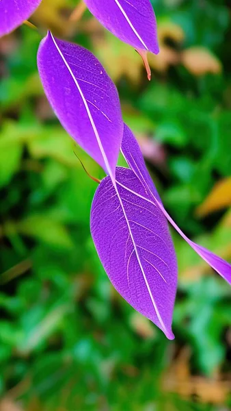 beautiful purple leaves in the garden