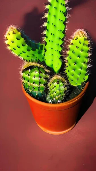 cactus in a pot on a green background