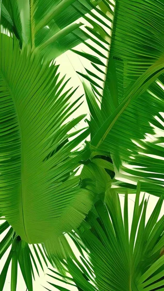 green leaves of palm leaf on a white background.