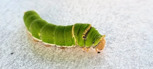 Een Foto Van Een Cater Worm Kruipend Een Wit Oppervlak — Stockfoto