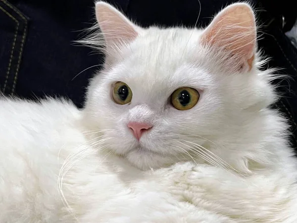 Eine Fotografie Einer Weißen Katze Die Auf Einem Schwarzen Stuhl — Stockfoto