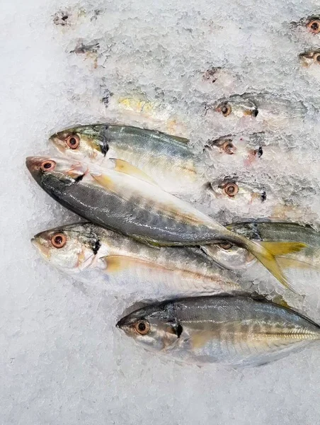 Μια Φωτογραφία Μιας Ομάδας Ψαριών Στον Πάγο Λίγα Μάτια Υπάρχουν — Φωτογραφία Αρχείου