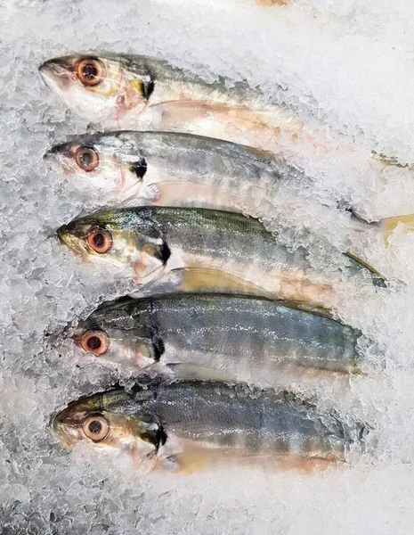 Μια Φωτογραφία Ενός Τσούρμου Ψαριών Που Κάθονται Πάνω Στον Πάγο — Φωτογραφία Αρχείου