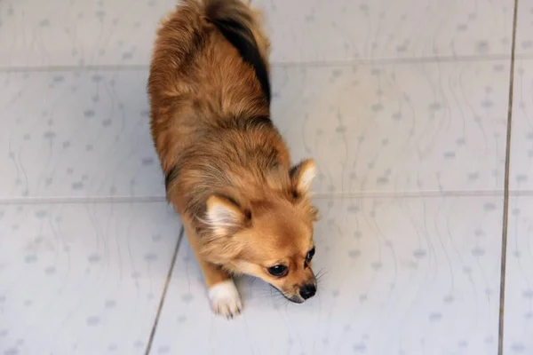 タイル張りの床の上に立つ犬の写真を見上げながら床に立つ小さな犬がいます — ストック写真