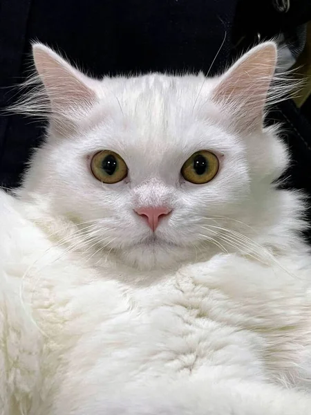 Uma Fotografia Gato Branco Com Grandes Olhos Sentados Uma Cadeira — Fotografia de Stock