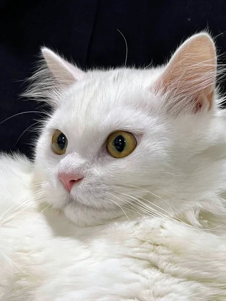 Μια Φωτογραφία Μιας Λευκής Γάτας Ένα Κίτρινο Μάτι Ξαπλωμένη Μια — Φωτογραφία Αρχείου