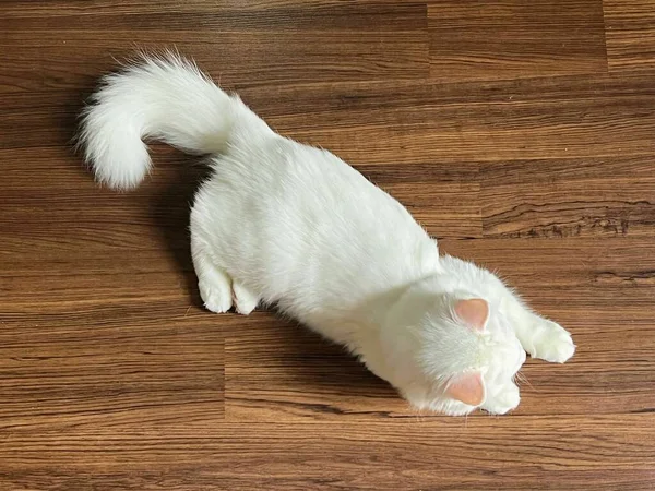 Μια Φωτογραφία Μιας Λευκής Γάτας Ξαπλωμένης Ξύλινο Πάτωμα Υπάρχει Μια — Φωτογραφία Αρχείου