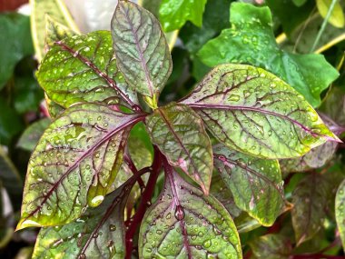 Yeşil yapraklı ve kırmızı yapraklı bir bitkinin fotoğrafı. Üzerinde su damlacıkları olan bir bitkinin yakın çekimi.
