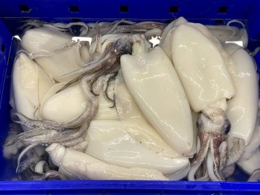 Mürekkep balığı ve mürekkep balıklarıyla dolu mavi bir kabın fotoğrafı. Beyaz arka planda mavi bir kapta mürekkep balıkları var.