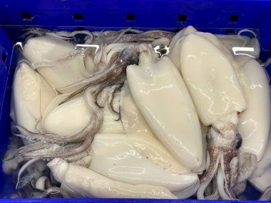 Mürekkep balığı ve mürekkep balıklarıyla dolu mavi bir konteynırın fotoğrafı. Beyaz arkaplanlı, mavi bir kapta araflı mürekkep balıkları.