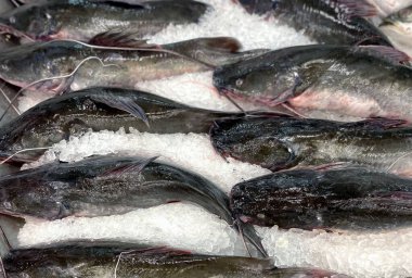 Bir buz yığınının üzerinde oturan bir grup balığın fotoğrafı. Sudaki buzun üzerinde bir sürü balık var.