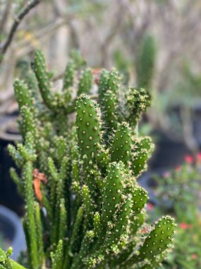 Tencerede küçük beyaz çiçekli bir kaktüs bitkisinin fotoğrafı var. Tencerede küçük yeşil yapraklı bir kaktüs bitkisi var.