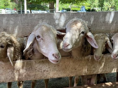 Bir grup koyunun yan yana durduğu bir fotoğraf. Bir ağılda dikilmiş kameraya bakan beş koyun var.