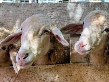 Bir ağıldaki çitin üzerinden bakan üç koyunun fotoğrafı. Bir ağılda duran ve kameraya bakan üç koyun var.