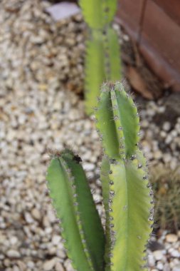 Kaktüs bitkisinin bir sürü küçük dikenli fotoğrafı, bir kazanda yetişen bir kaktüs bitkisi var.