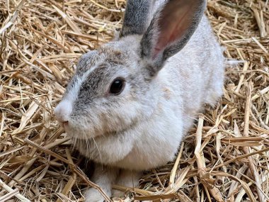 Samanlıkta oturan bir tavşanın fotoğrafı, samanlıkta oturan küçük bir tavşan var.